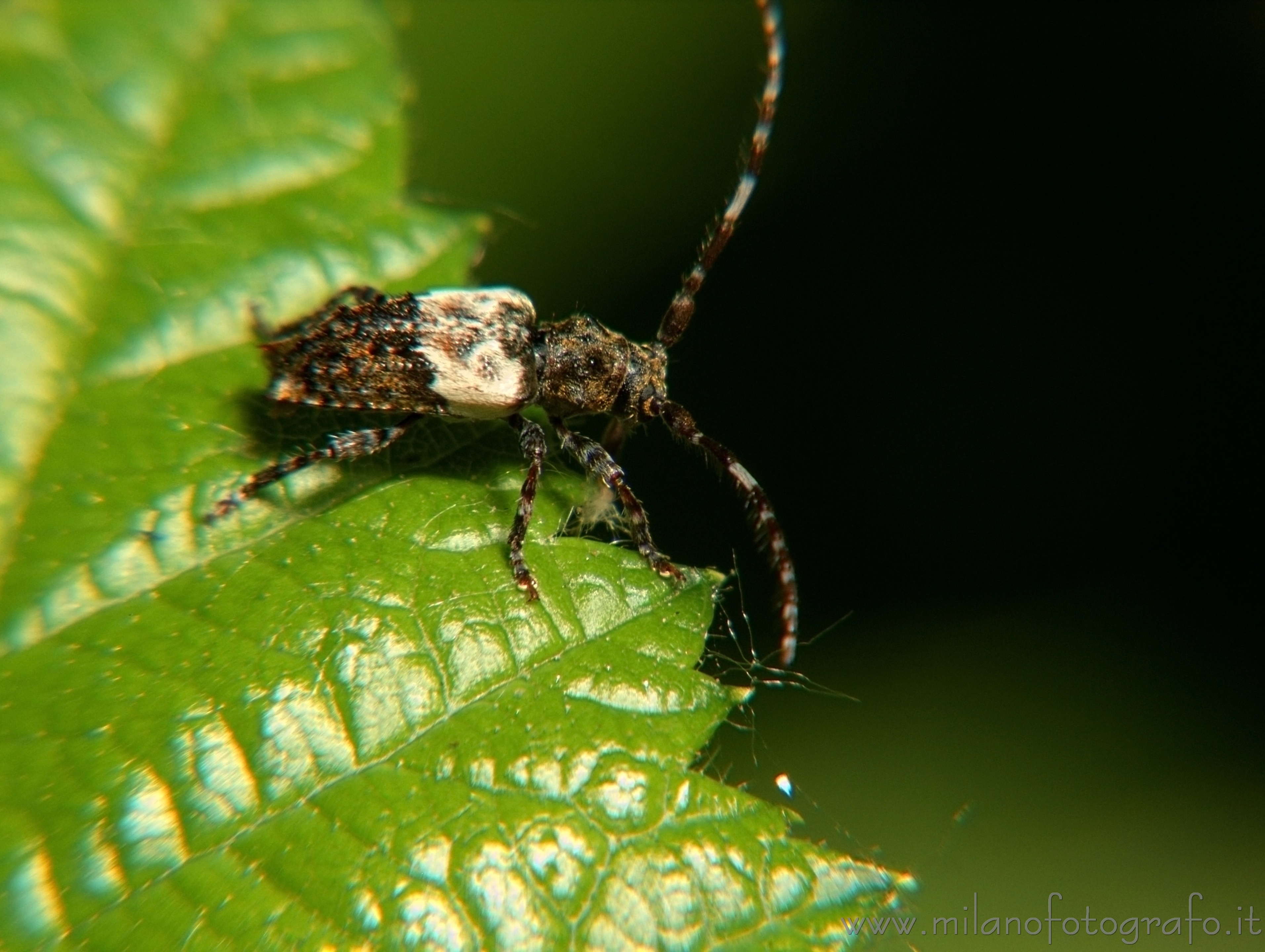 Cadrezzate (Varese, Italy) - Pogonocherus hispidulus